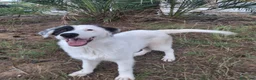 Meticcio cani in regalo: BRIE 🩷 MA DAVVERO NESSUNO MI VUOLE? 🥺 a Provincia di Modena - Annuncio 3