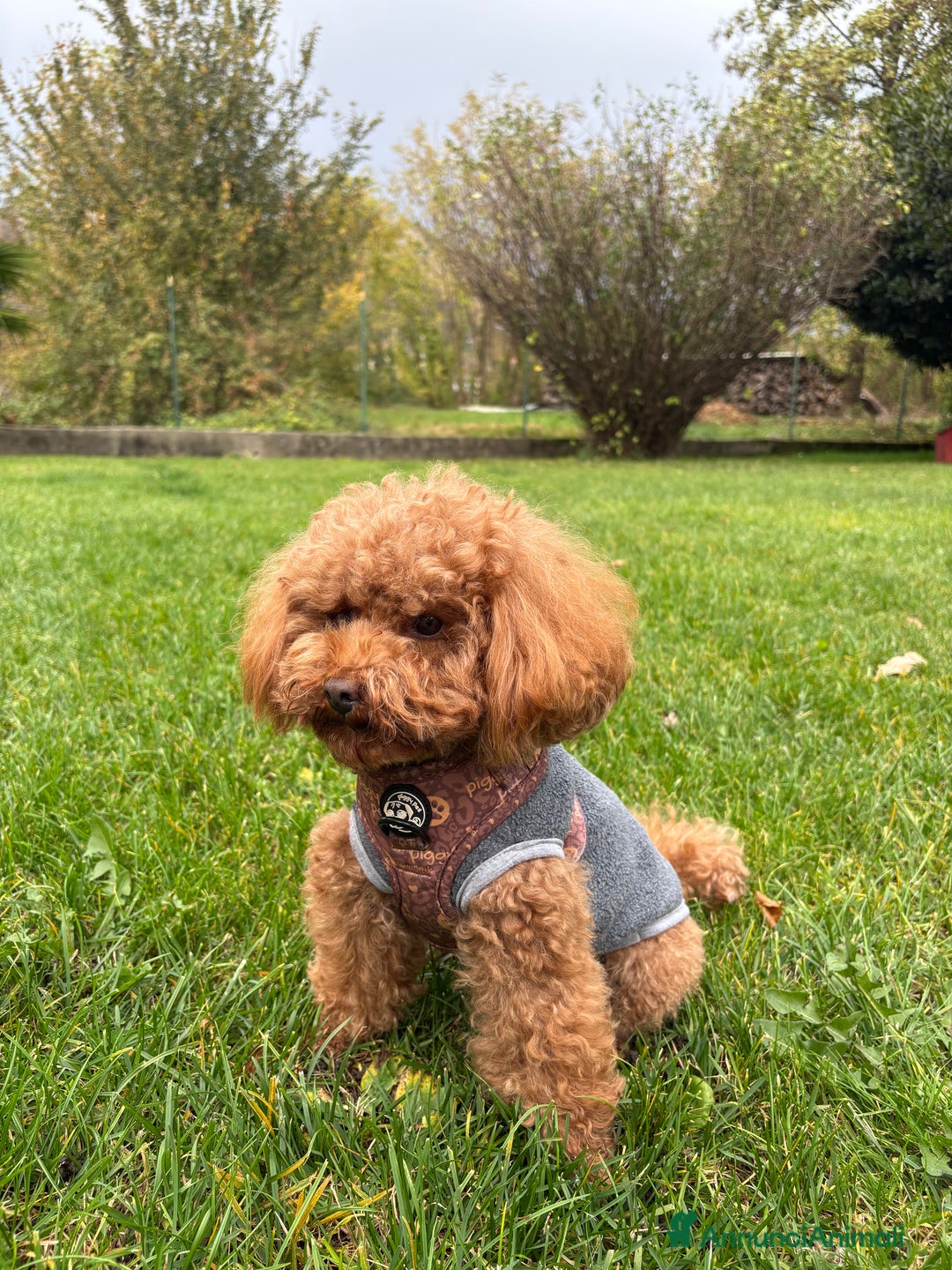 Barboncino Toy cani per accoppiamento: Barboncino Toy per accoppiamento  - Annuncio 3