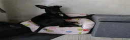 Meticcio cani in regalo: Nina non sa che deve lasciare la sua casa a Provincia autonoma di Trento - Annuncio 4