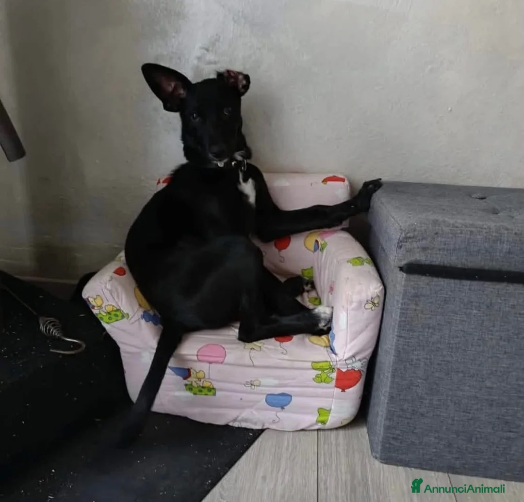 Meticcio cani in regalo: Nina non sa che deve lasciare la sua casa a Provincia autonoma di Trento - Annuncio 4