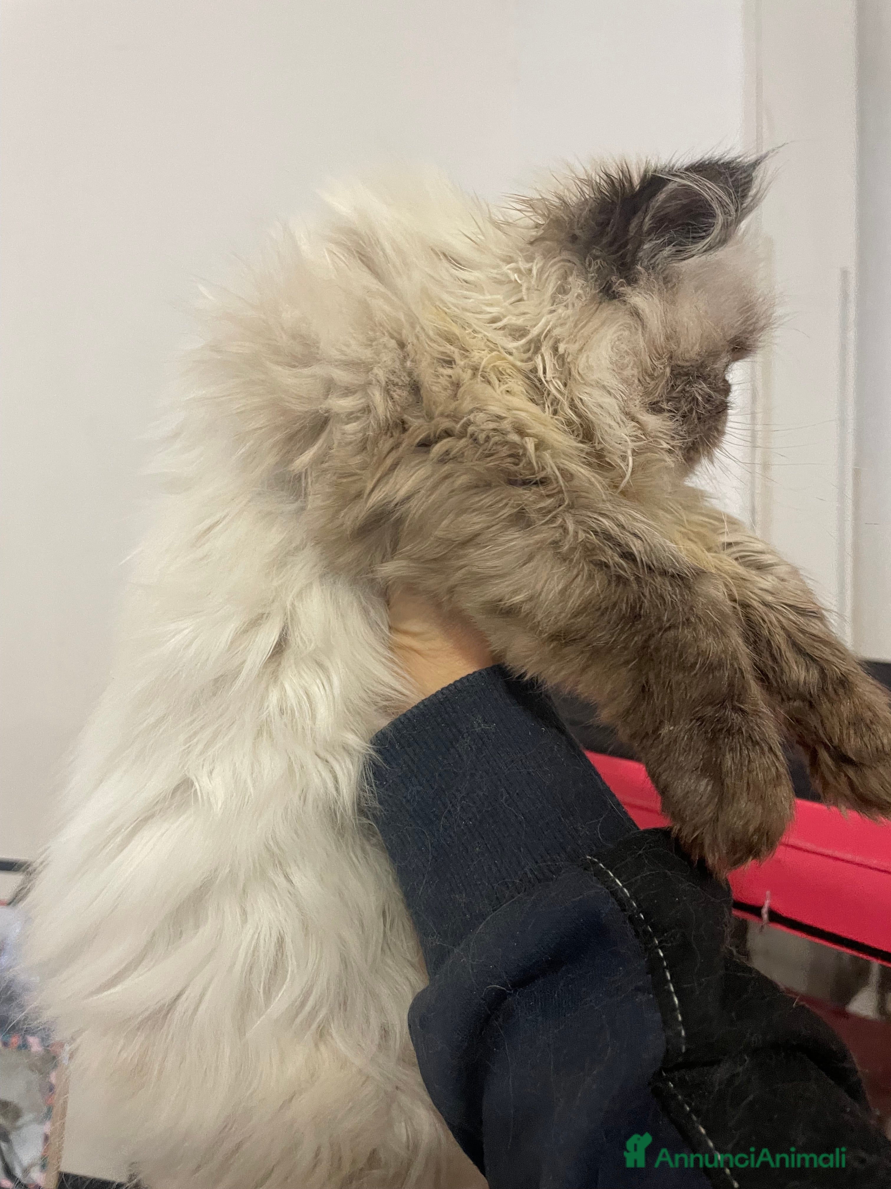 Persiano gatti gatto persiano tabby point con pedigree Anfi - Annuncio 2