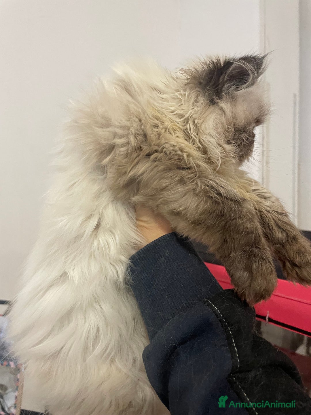 Persiano gatti in vendita: gatto persiano tabby point con pedigree Anfi - Annuncio 2