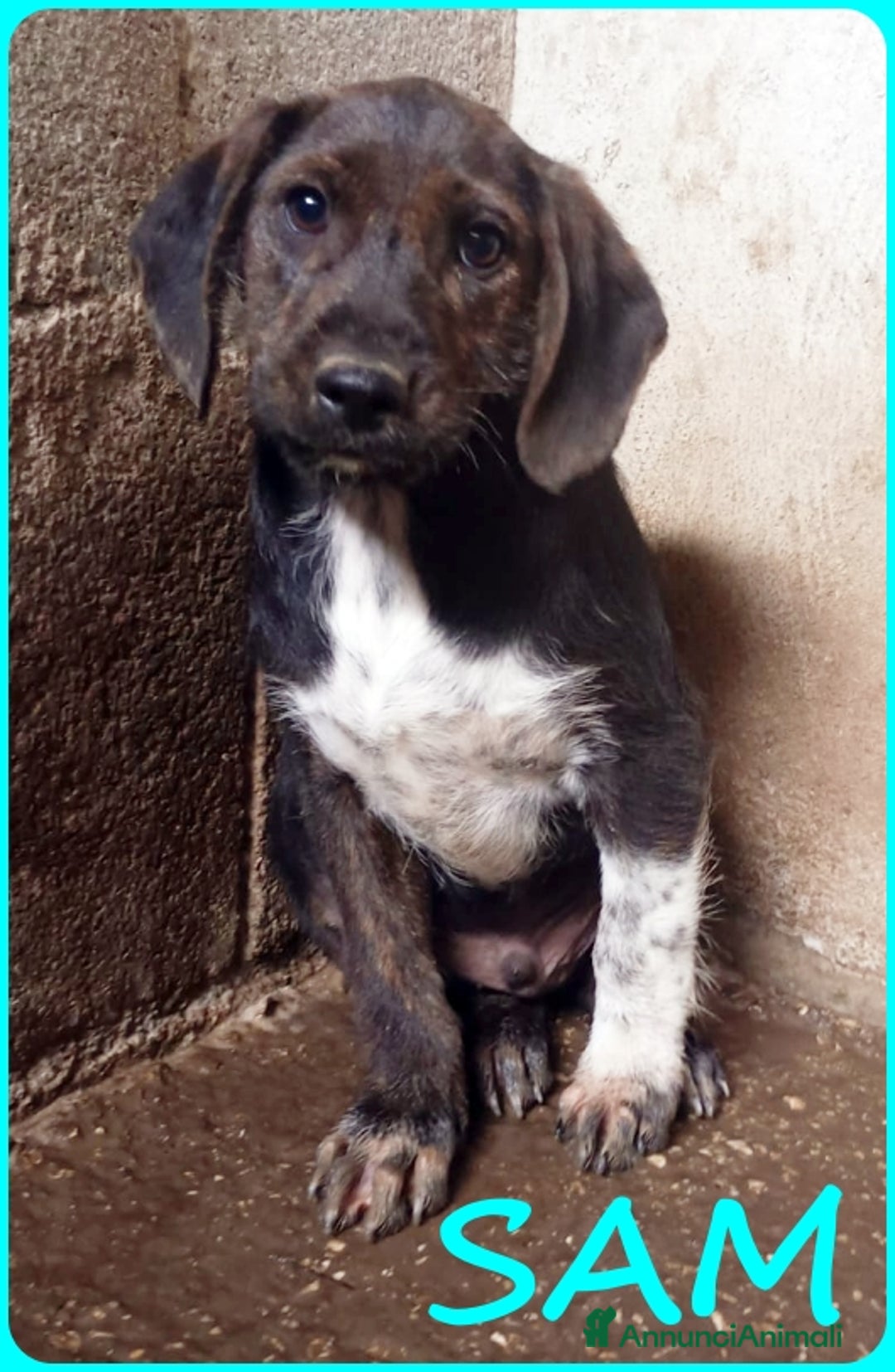 Bassotto cani in regalo: FRED E SAM CUCCIOLI 5 MESI SIMIL BASSOTTINI IN GAB - Annuncio 3