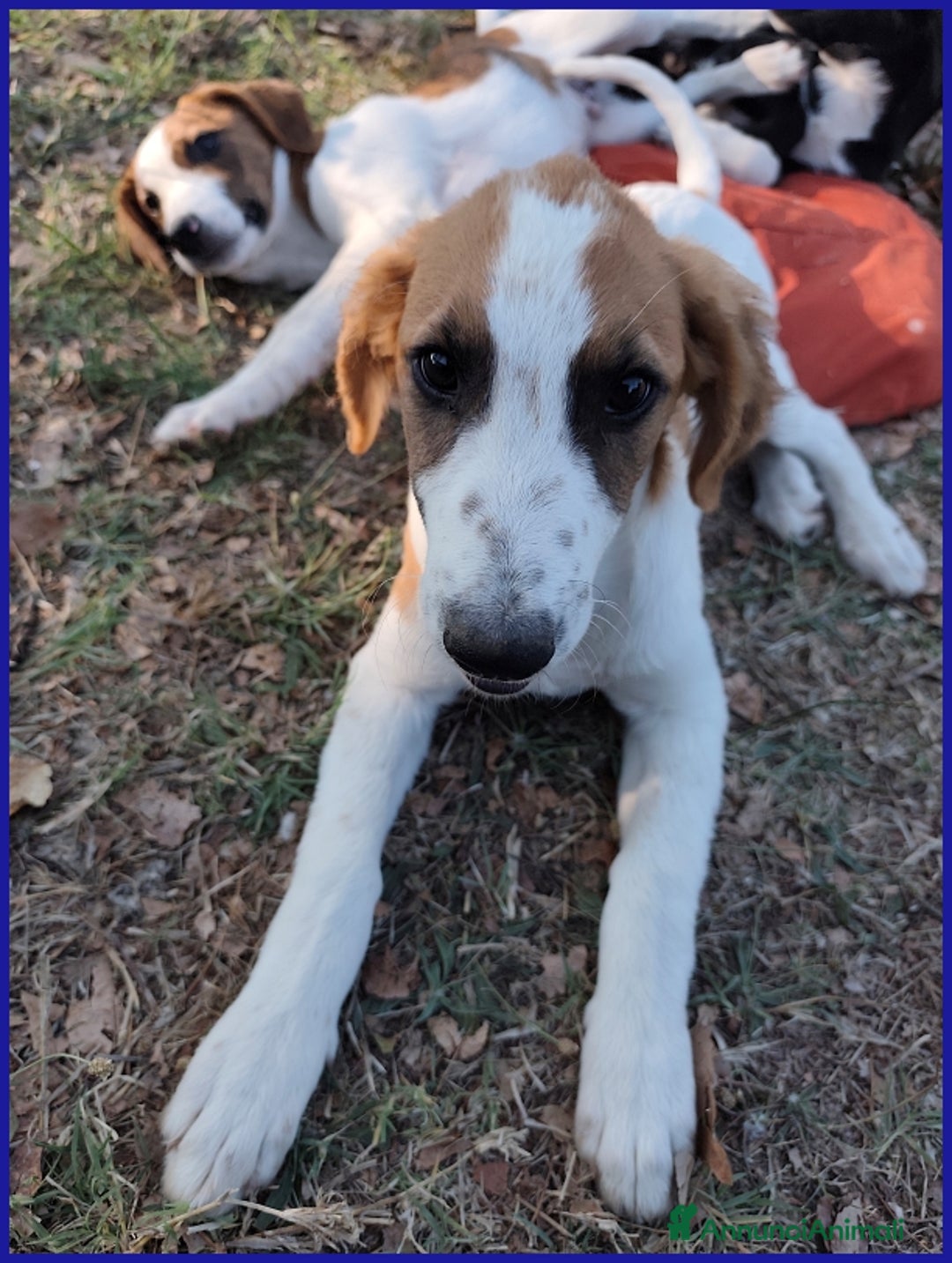 Meticcio cani in regalo: KELLY, CUCCIOLA 5 MESI ABBANDONATA CON LA SORELLIN - Annuncio 4