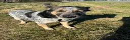 Meticcio cani in regalo: Splendida meticcia - DIVY - Annuncio 3