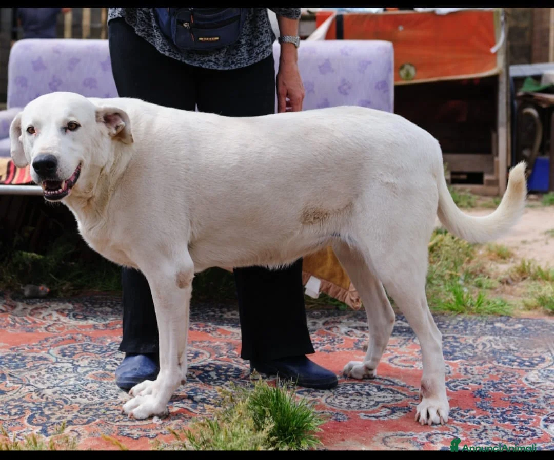 Meticcio cani in regalo: memole  - Annuncio 2