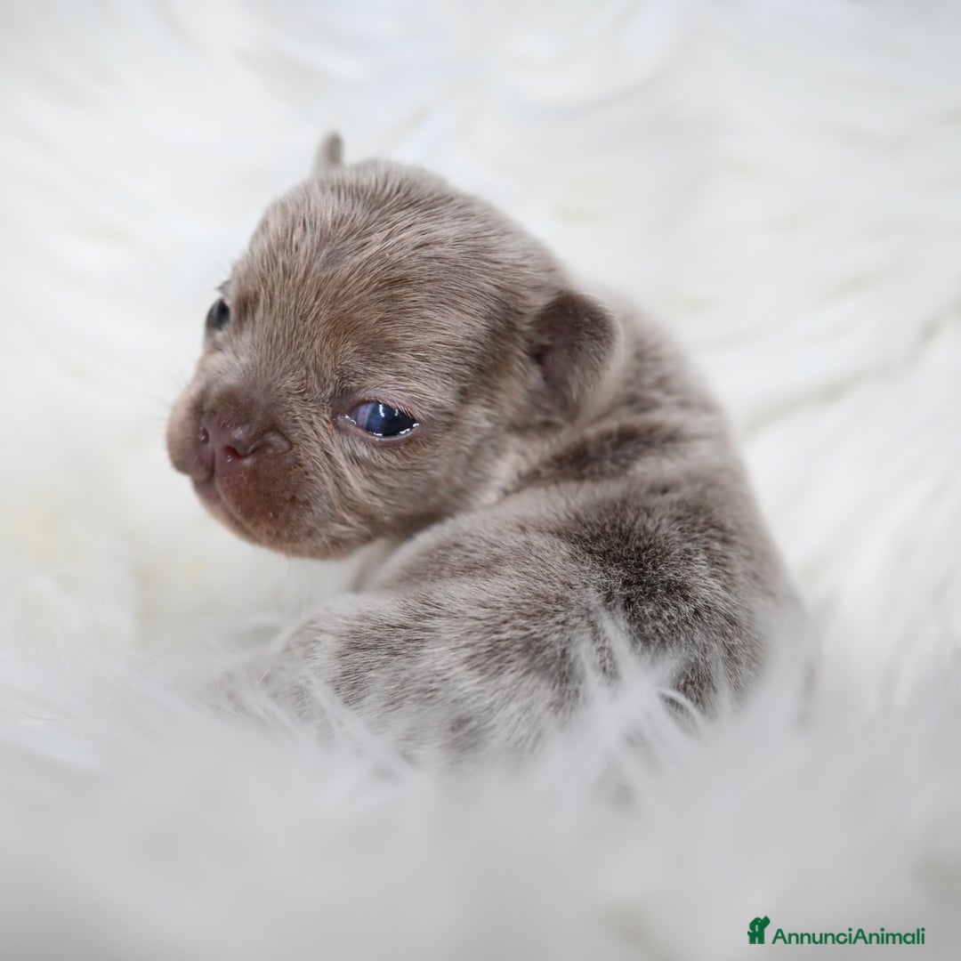 Bulldog Francese cani in vendita: 3 meravigliosi cuccioli di bulldog francese - Annuncio 8