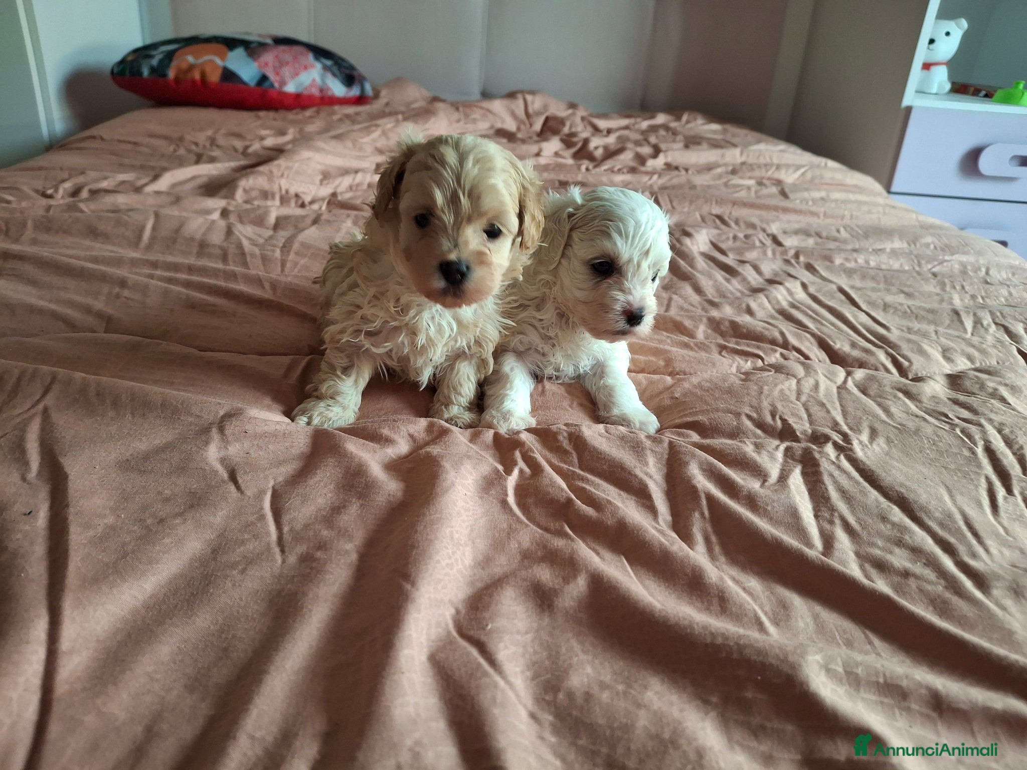 Maltipoo cani Cuccioli di Maltipoo - Annuncio 1