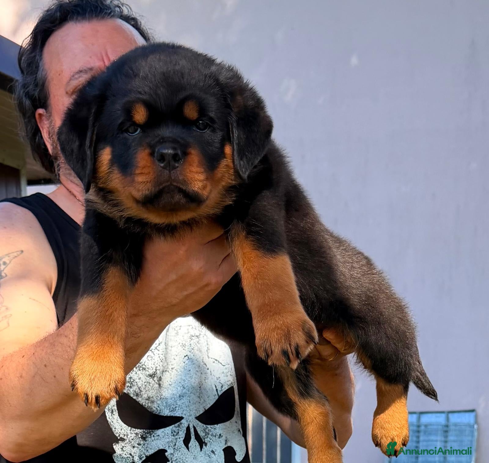 Rottweiler cani Imponente maschio rottweiler pedigree enci - Annuncio 6