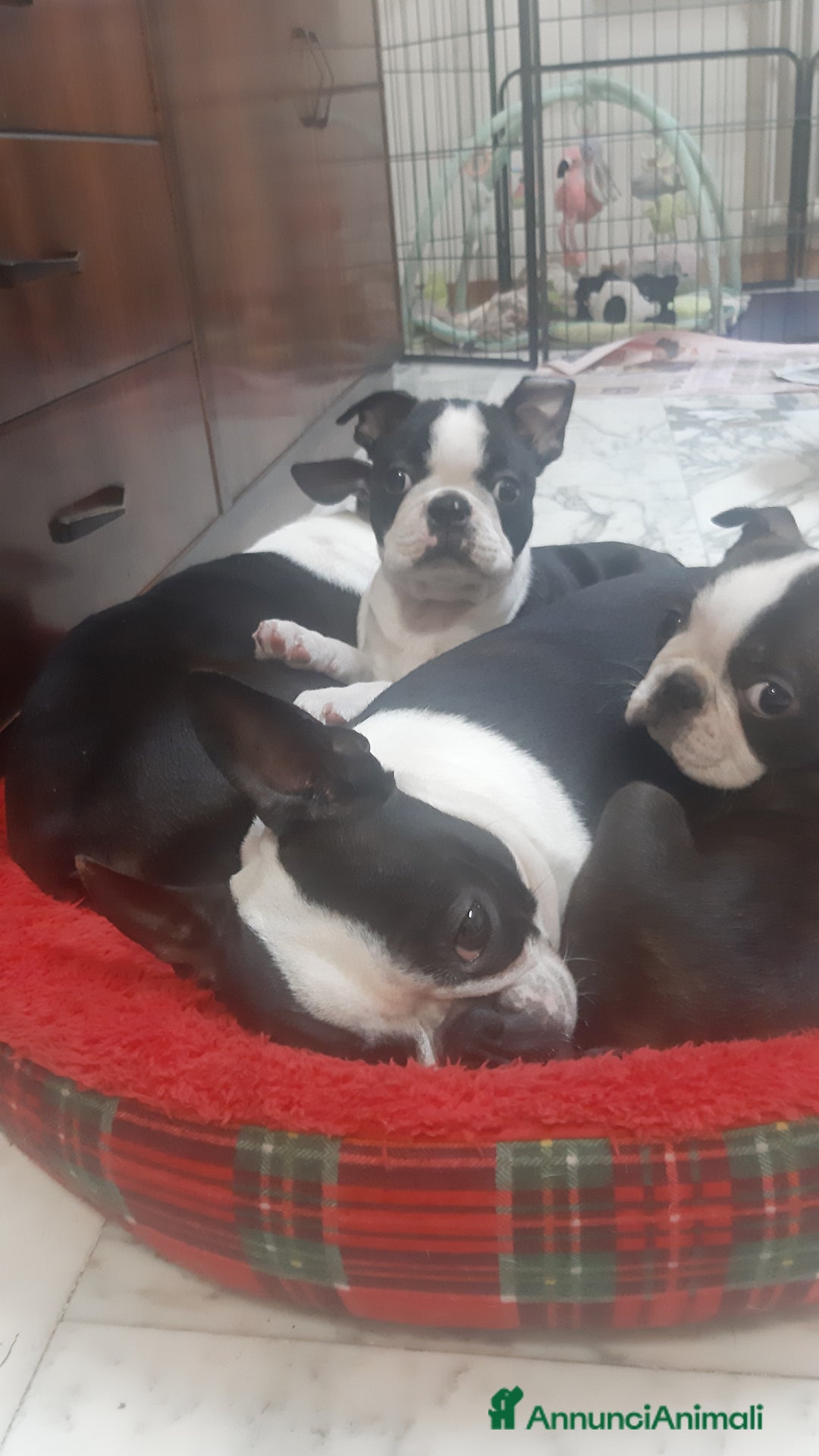 Boston Terrier cani in vendita: Cucciolo di Boston terrier con pedigree ENCI/FCI  - Annuncio 2