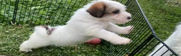 Jack Russell cani in vendita: Cucciolata jack Russell pelo ruvido pedigree - Annuncio 2