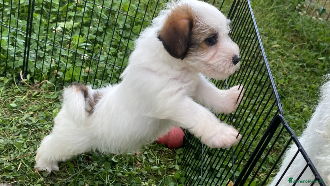Jack Russell cani in vendita: Cucciolata jack Russell pelo ruvido pedigree - Annuncio 2