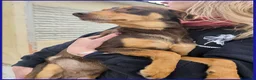Meticcio cani in regalo: MOU tenerissima piccoletta - Annuncio 6