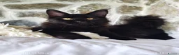 Maine Coon gatti in vendita: Maine Coon cucciolo Total black  a Provincia di Savona - Annuncio 2