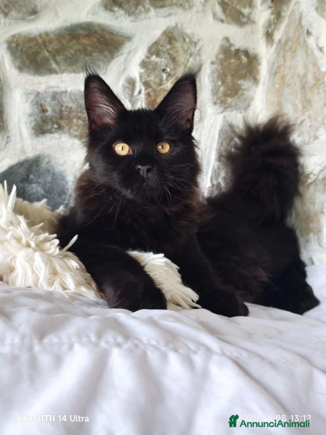 Maine Coon gatti in vendita: Maine Coon cucciolo Total black  a Provincia di Savona - Annuncio 2