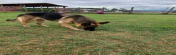 Pastore Tedesco cani in regalo: Sara Jane - Annuncio 12
