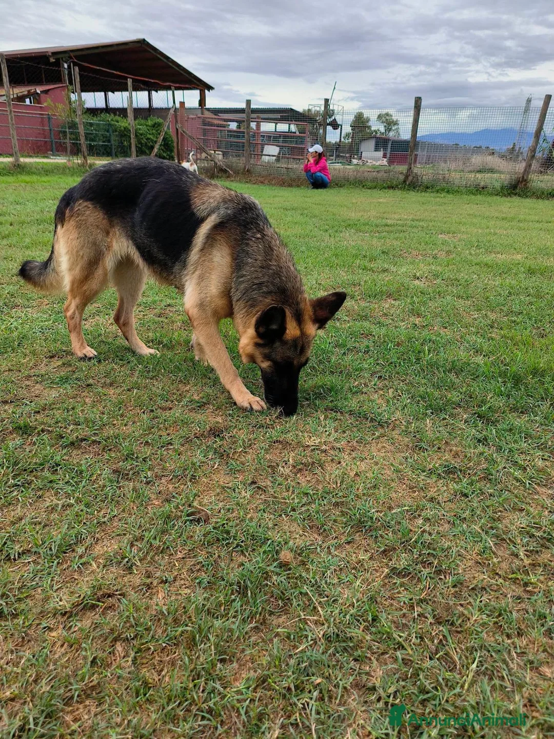 Pastore Tedesco cani in regalo: Sara Jane - Annuncio 12