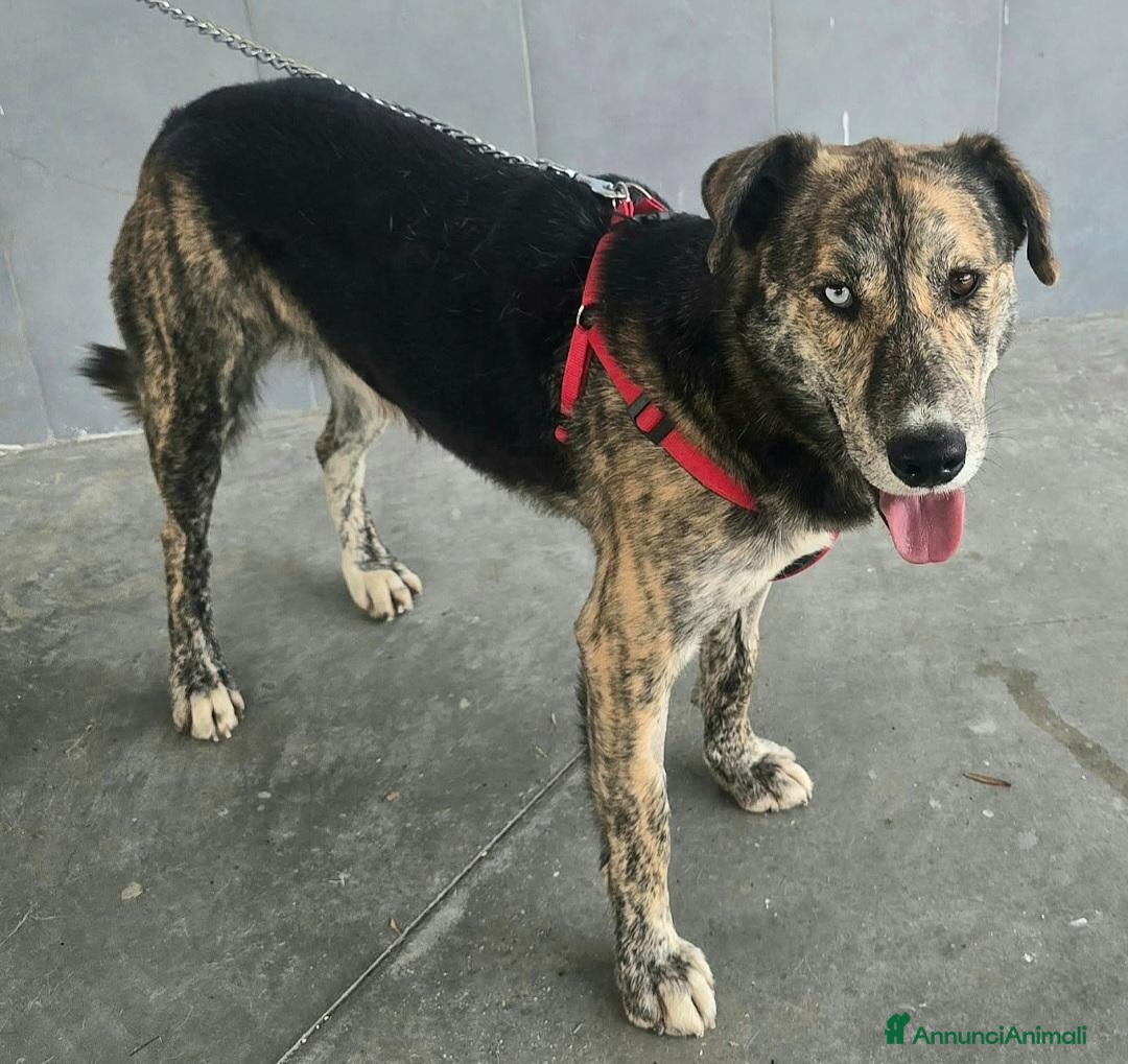 Meticcio cani Corsaro 2 anni Taglia media grande  - Annuncio 2