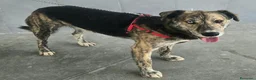 Meticcio cani in regalo: Corsaro 2 anni Taglia media grande  - Annuncio 1