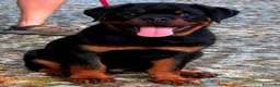 Rottweiler cani in vendita: Femmina rottweiler pedigree e pagamenti agevolati  - Annuncio 2