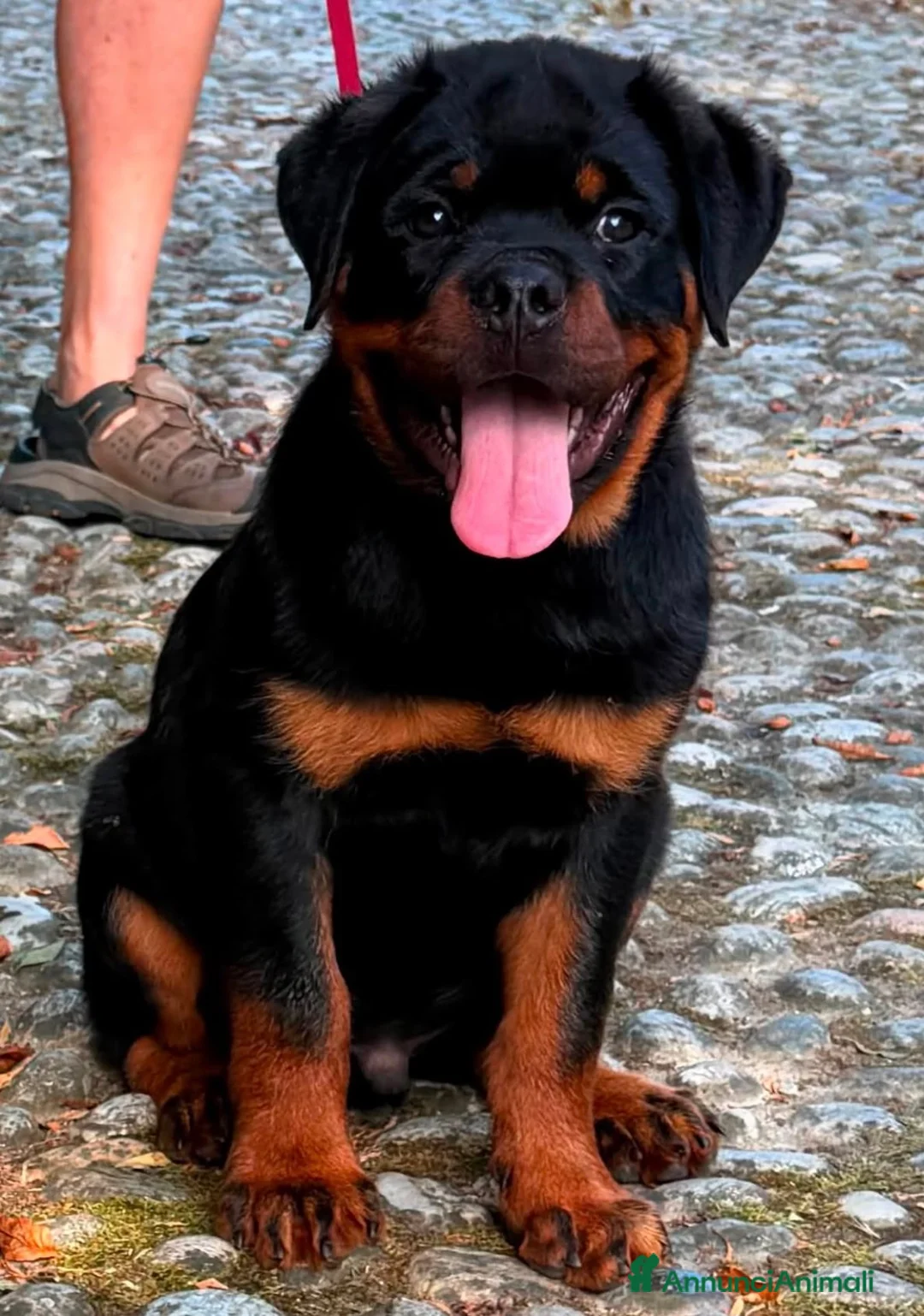 Rottweiler cani in vendita: Femmina rottweiler pedigree e pagamenti agevolati  - Annuncio 2