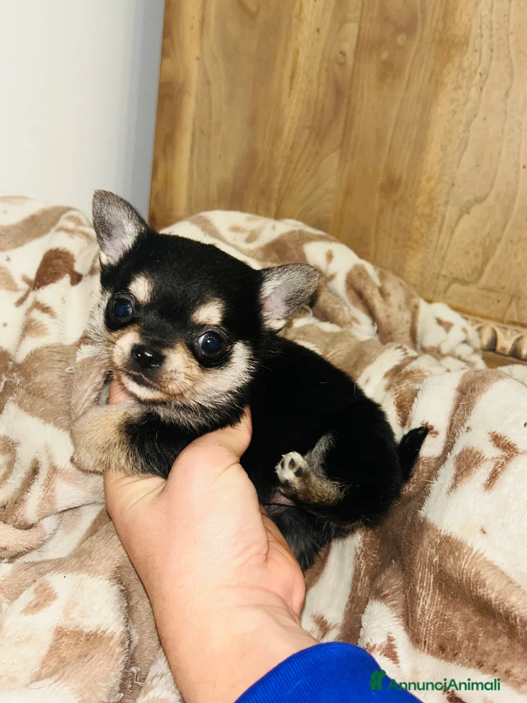 Chihuahua cani in vendita: Chihuahua mini  - Annuncio 7