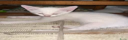 Altre razze gatti in regalo: Gattini in regalo  a Provincia di Verona - Annuncio 4