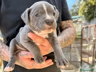 Pitbull cani Cuccioli Pit Bull UKC Blue,Black,Red Nose - Annuncio 41