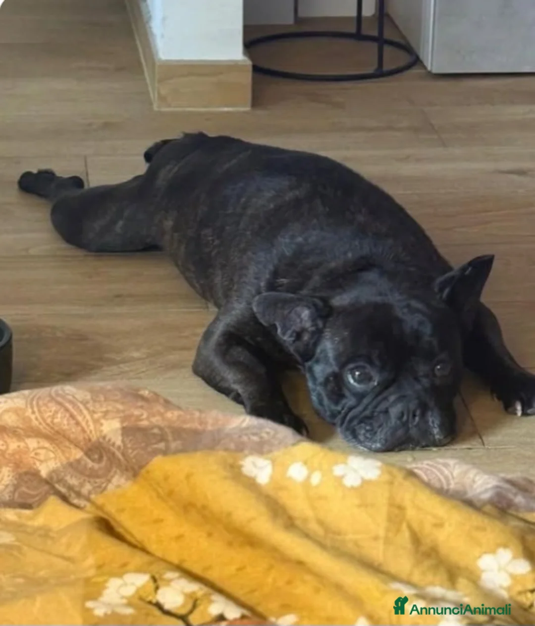 Meticcio cani in regalo: Bulldog francese 5anni URGENTEEE MILANO - Annuncio 1