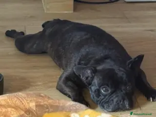 Meticcio cani Bulldog francese 5anni URGENTEEE MILANO - Annuncio 12