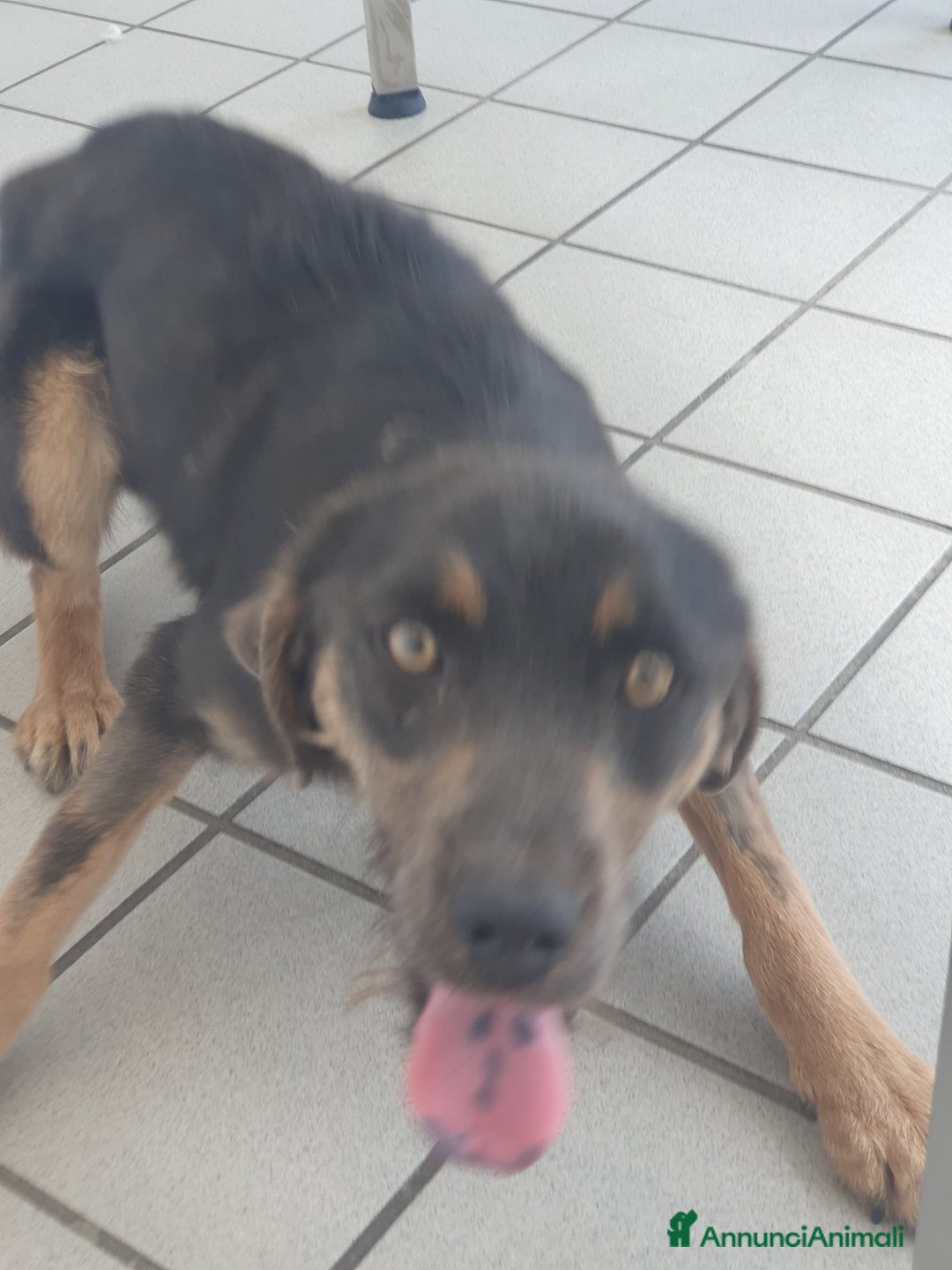 Meticcio cani in regalo: SPINO - Annuncio 5