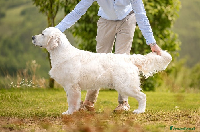 Golden Retriever cani a Città Metropolitana di Torino - Annuncio 6