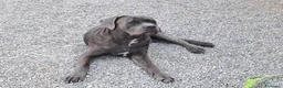 Cane Corso cani in regalo: Cedo cane corso maschio con pedigree - Annuncio 4
