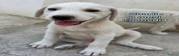 Meticcio cani in regalo: CUCCIOLI ABBANDONATI: EMERGENZA  a Città metropolitana di Milano - Annuncio 2