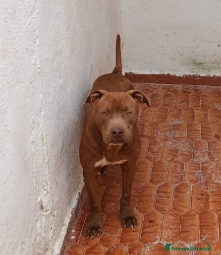 Pitbull cani AIUTIAMO RED MERAVIGLIOSO PITT RED NOSE  - Annuncio 3