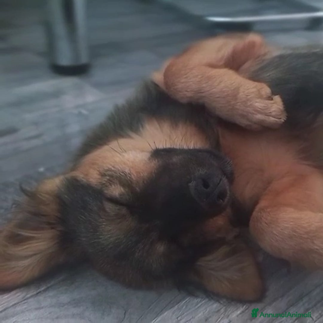 Meticcio cani in regalo: SOPHIE, bellissima cucciola senza famiglia! - Annuncio 5