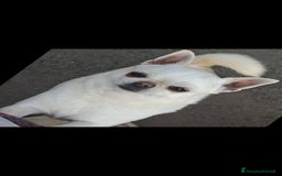 Chihuahua cani in vendita: Chihuahua femmina  a Città metropolitana di Roma Capitale - Immagine 3