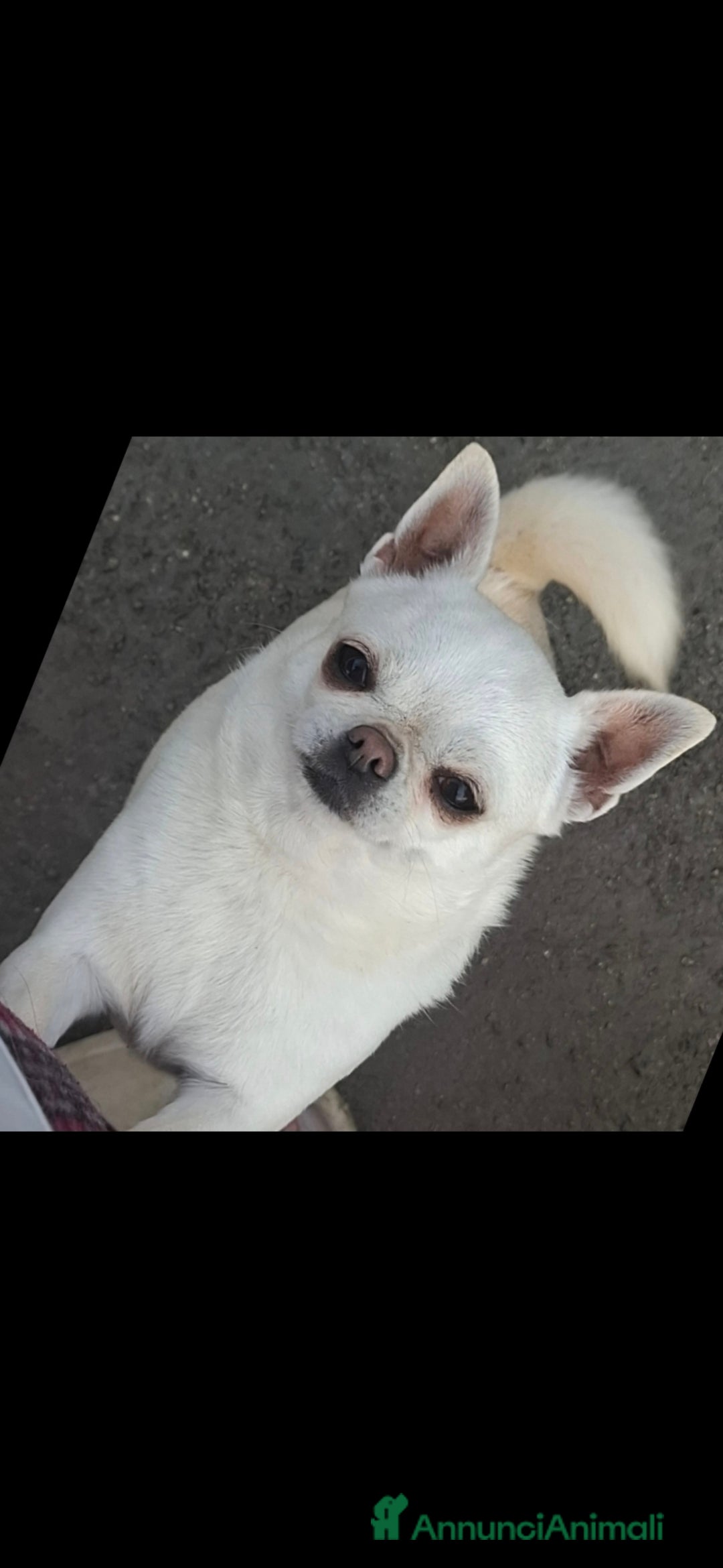 Chihuahua cani in vendita: Chihuahua femmina  a Città metropolitana di Roma Capitale - Immagine 3