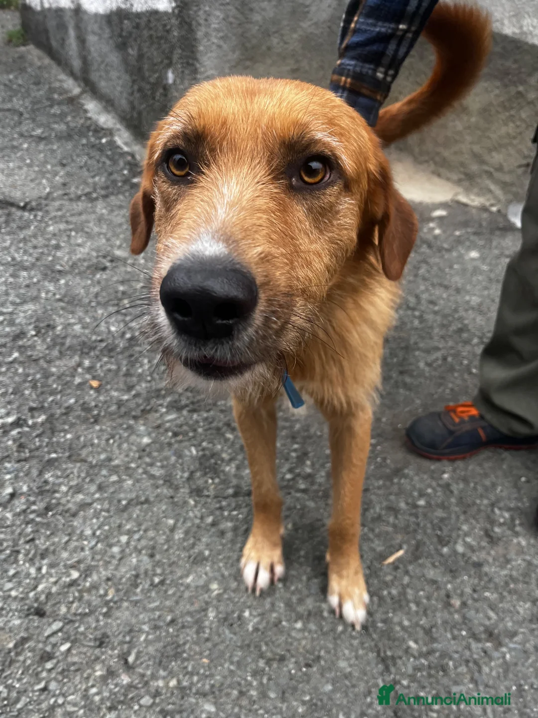Meticcio cani in regalo: Rick  - Annuncio 13