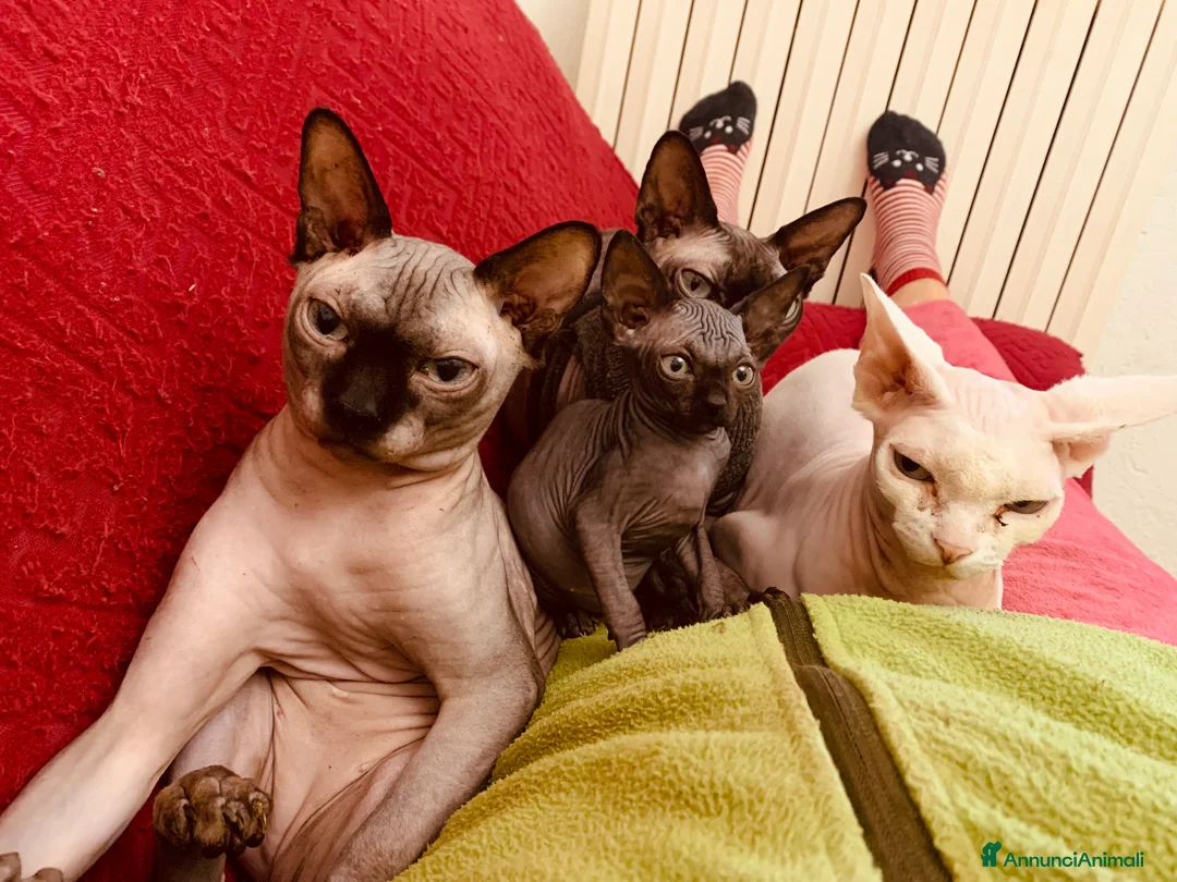 Sphynx gatti in vendita: Sphynx disponibili in Liguria con pedigree - Annuncio 7