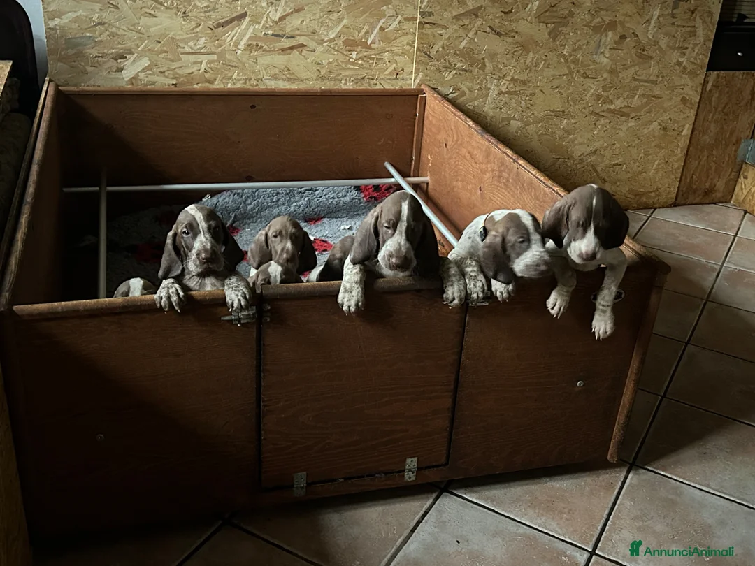 Bracco cani in vendita: Cuccioli bracco italiano  - Annuncio 2