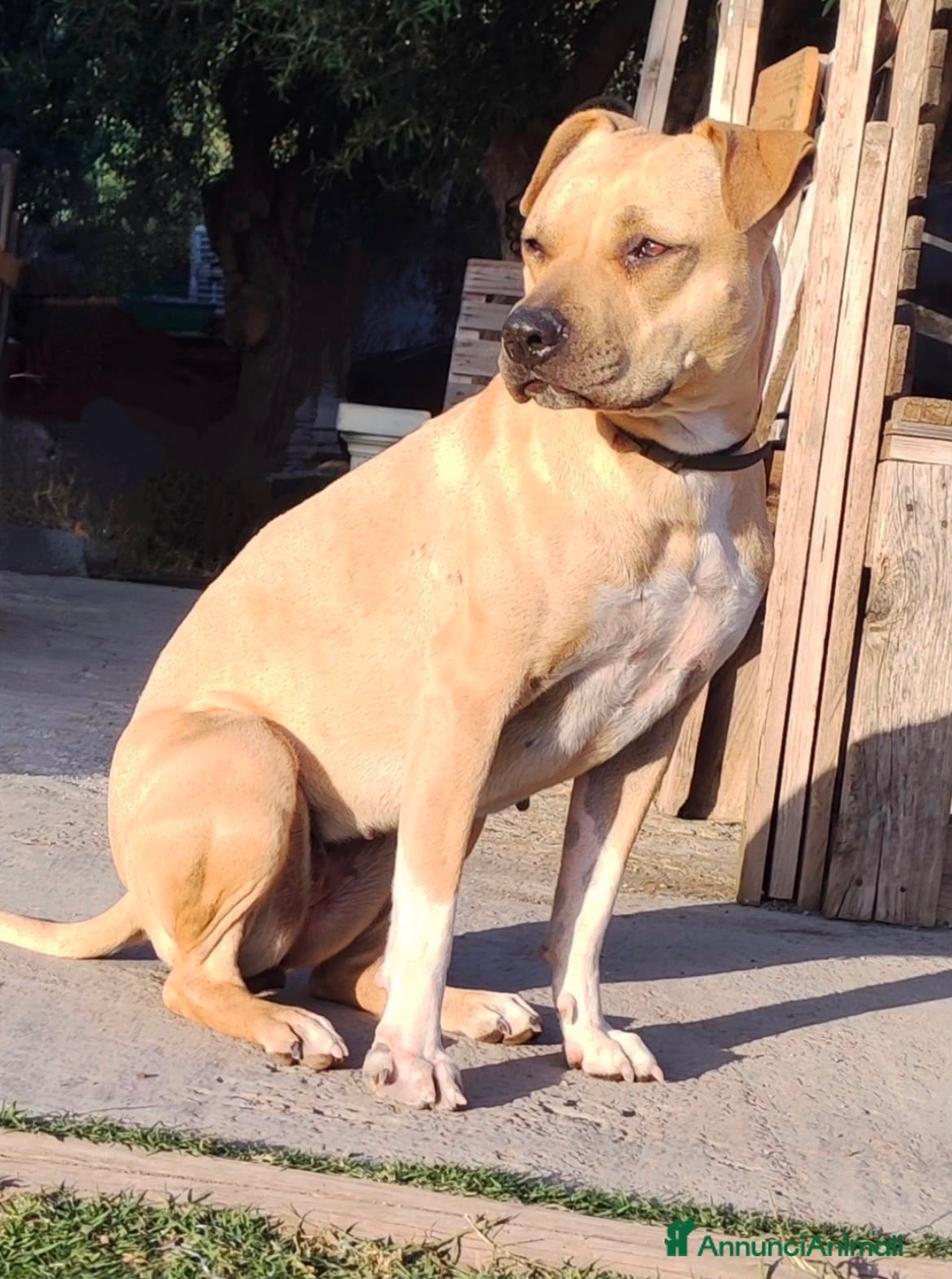 American Staffordshire cani Amstaff  - Annuncio 1