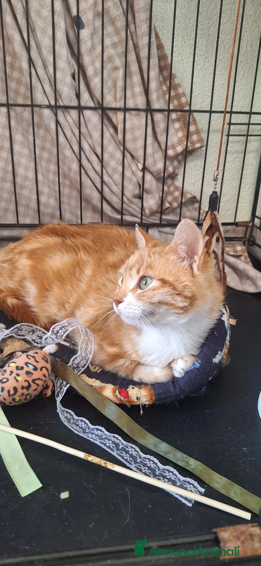 Europeo gatti in regalo: WENDI 8 mesi di tenerezza  a Città Metropolitana di Bologna - Annuncio 3