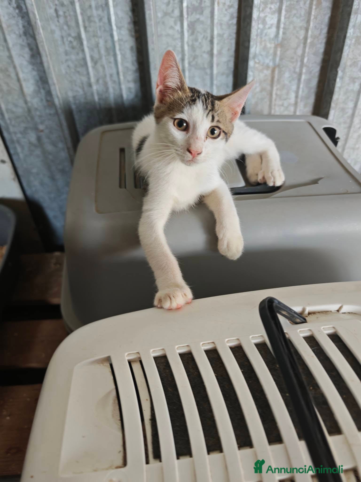 Meticcio gatti 🐾 MOKA E I SUOI “MOCACCINI”  - Annuncio 5