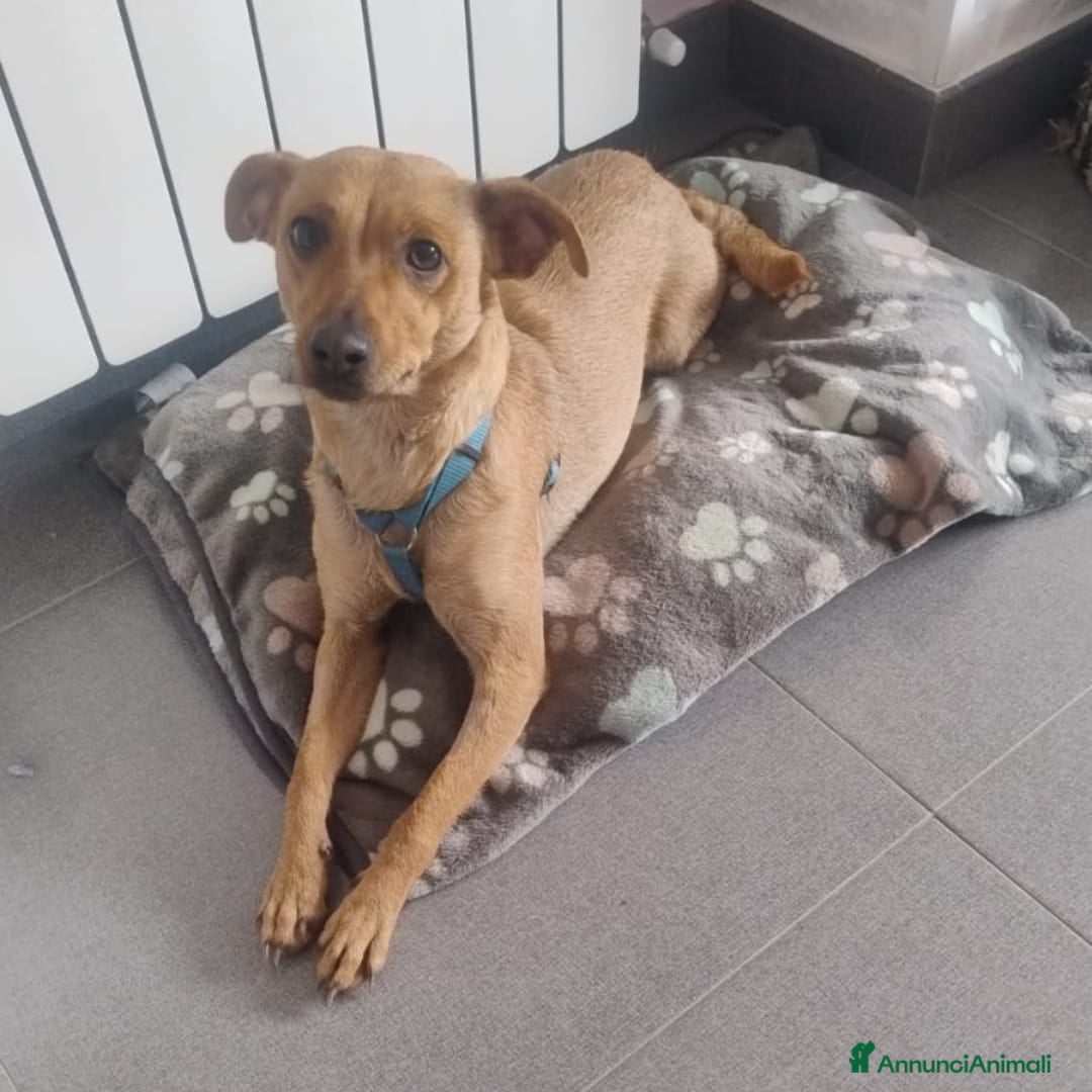 Meticcio cani in regalo: JASMINE 🩷 -dopo tanta sofferenza, ora cerca amore - Annuncio 3