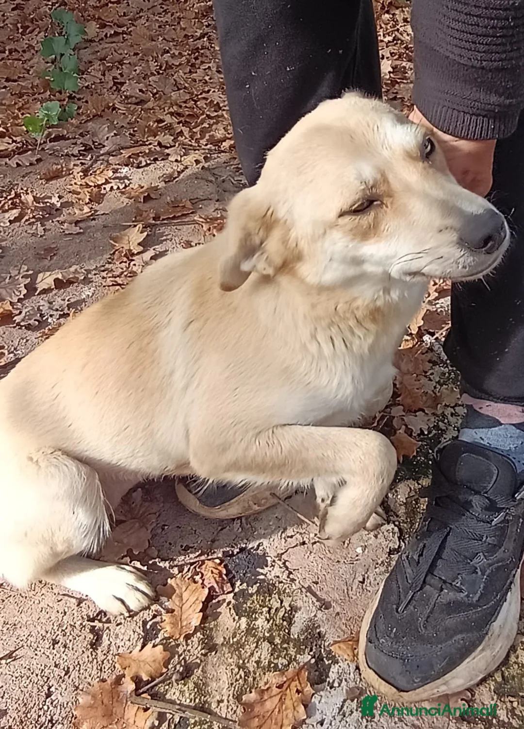 Meticcio cani in regalo: TAGLIA PICCOLA BRICIOLA  a Città metropolitana di Milano - Annuncio 4