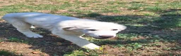 Pastore Abbruzzese Maremmano cani in vendita: Cucciolo di Pastore Maremmano-Abruzzese Maschio - Annuncio 9