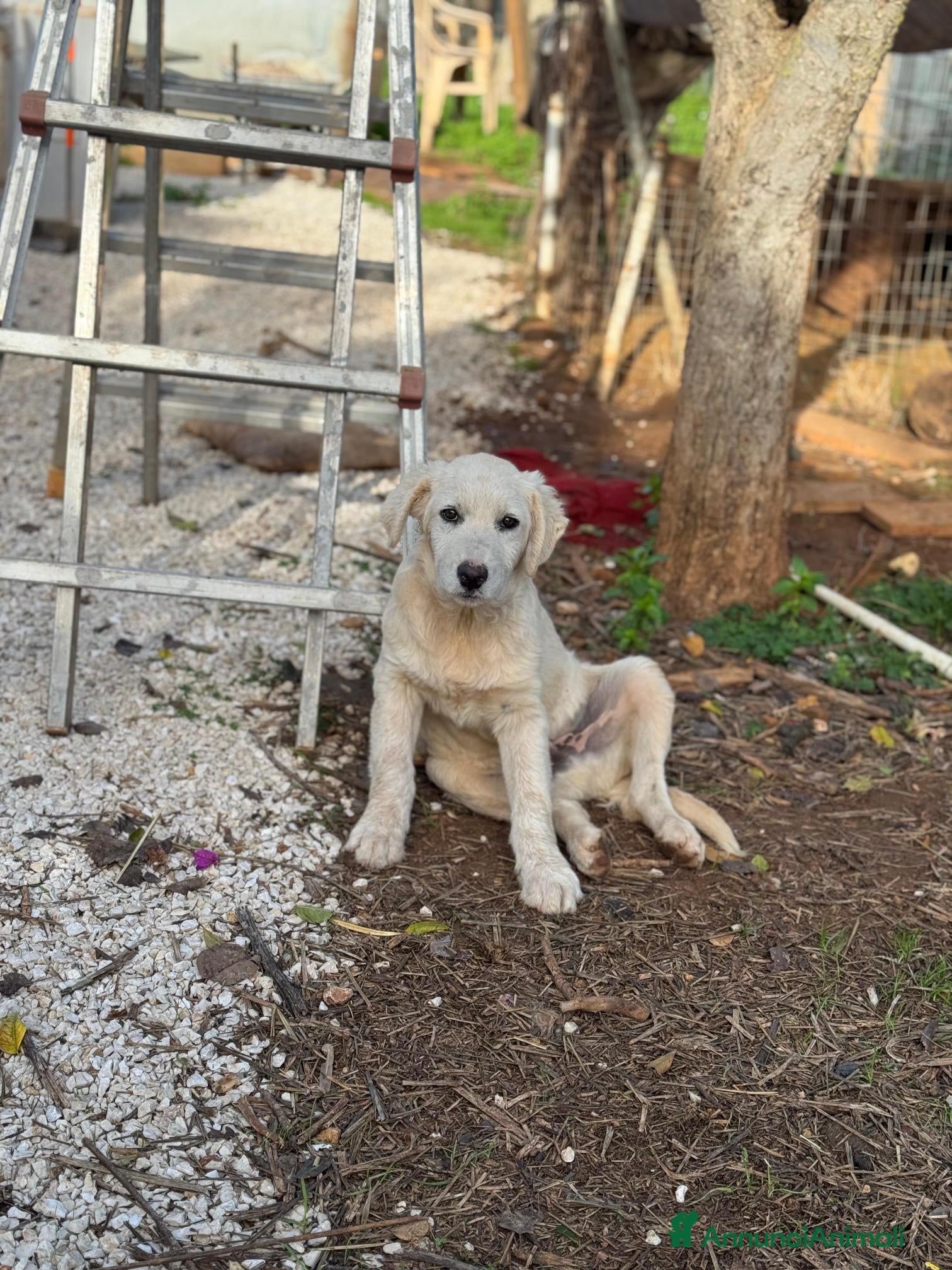 Altre razze cani ben e brody - Annuncio 2