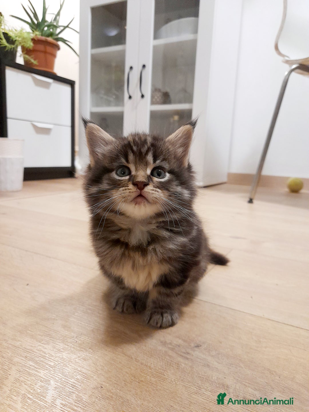 Maine Coon gatti in vendita: Gattini disponibili  - Annuncio 5