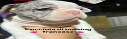Bulldog Francese cani in vendita: Cucciola di buldolg francese merlee - Annuncio 8